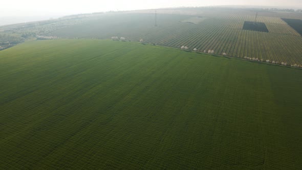 Aerial View of Wheat Field Landscape Sunrise