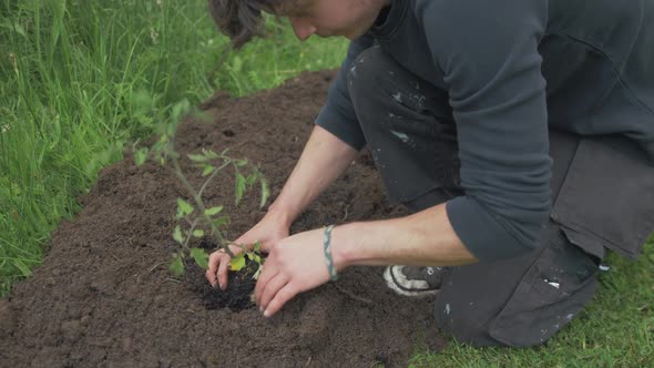 Young gardener planting out tomato plant into garden soil