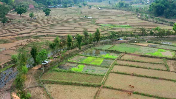 Wat Ban Wen Rice Fields in Nan Province Thailand