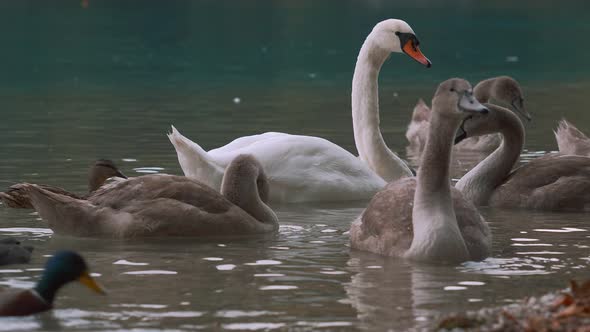 Gray swans on a lake 