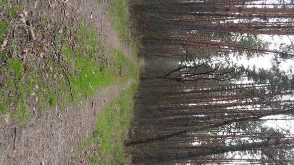 Vertical Video of a Road in the Forest Slow Motion