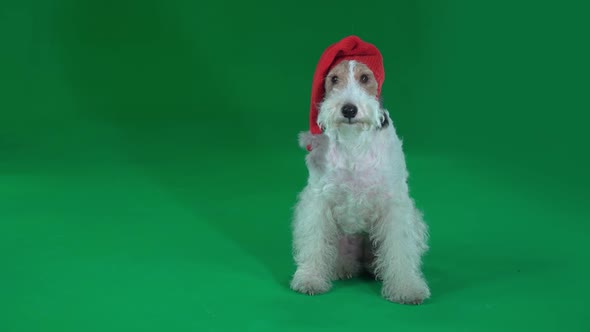 Fox Terrier in a Christmas Hat Green Screen