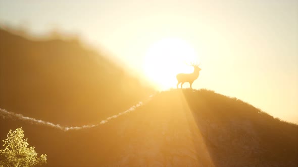 Deer Male in Forest at Sunset