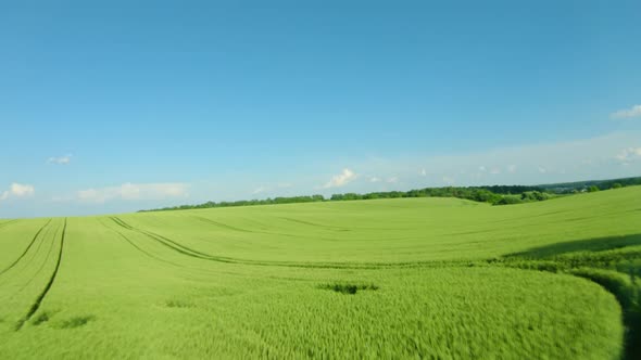 Flying Over a Green Wheat Field, Clear Blue Sky. Agricultural Industry. Natural Texture Background