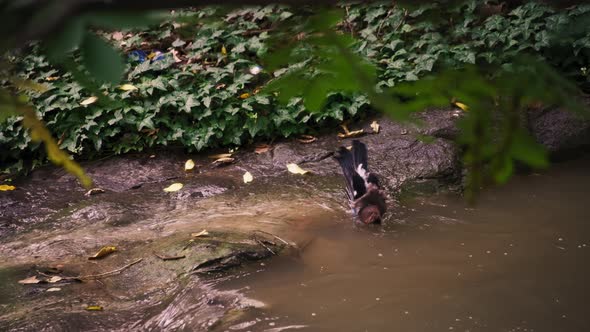 Small bird bathing in the river