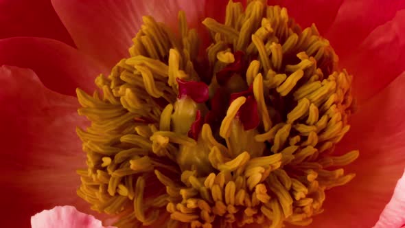 Timelapse of a Beautiful Pink Coral Peony Flower Blooming on a Black Background