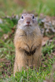 prairie dog in the grass - PhotoDune Item for Sale