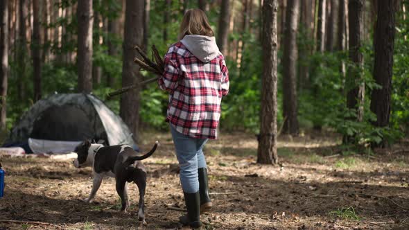 Live Camera Follows Young Woman Walking with Dog to Camp Tent Putting Down Firewood Branches in Slow