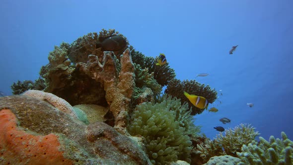 Tropical Coral Reef Clown-Fish