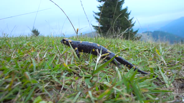 Salamander in the Wild