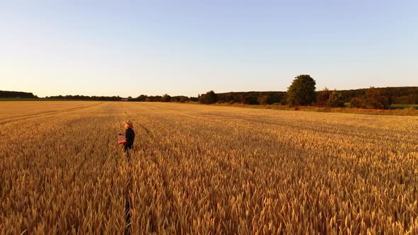 Panoramic view of a golden field