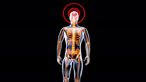 4K 3D Anatomy concept of a Xray man walking