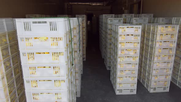 Poultry and Chicken Breeding. Little Chickens in Containers for Transportation. Industrial Breeding