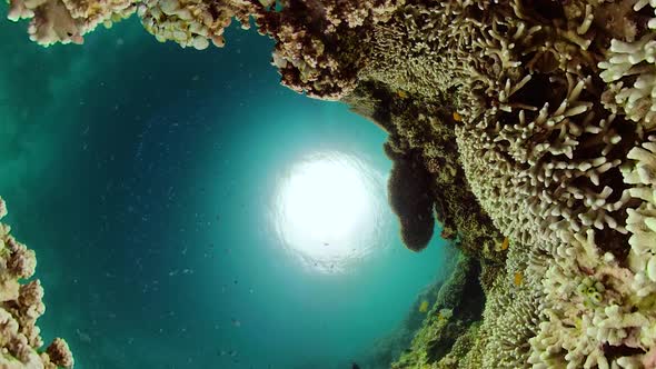 Coral Reef and Tropical Fish. Camiguin, Philippines