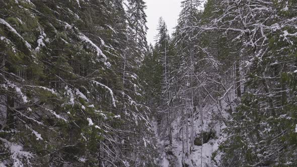 River in Canadian Nature Trees in Forest Winter Snow Sunny Sky