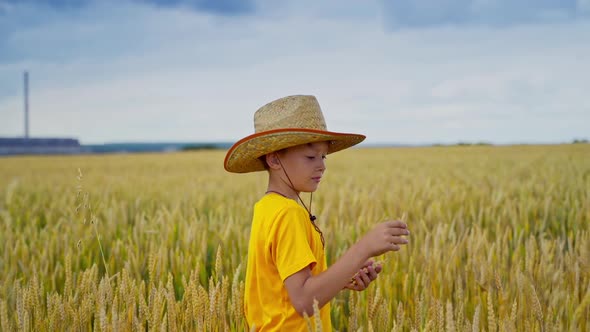 Kid at wheat field. Portrait of cute and happy kid on wheat field