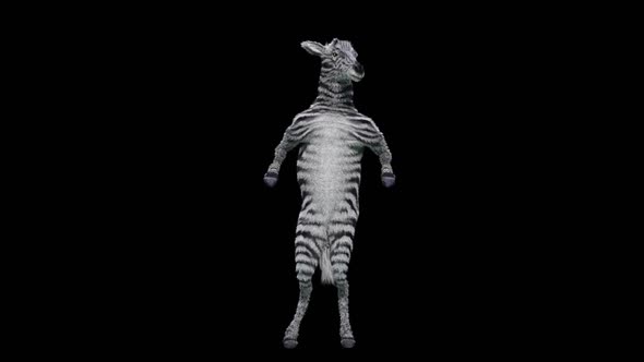 55 Zebra Dancing HD alt