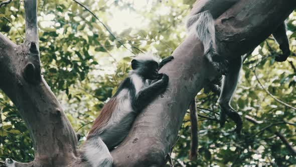 Red Colobus Monkey Sitting on Branch in Jozani Tropical Forest Zanzibar Africa