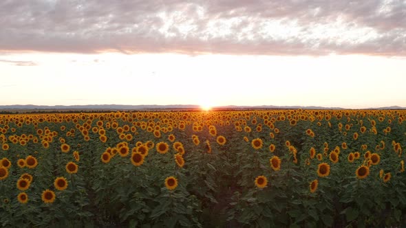 Flying Along Endless Sunflowers Field on a Sunset Time