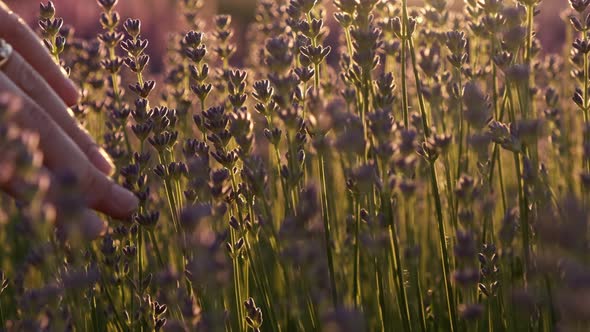 Woman Hands Touches the Tops of Levandule Flowers in the Rays of the Sunset