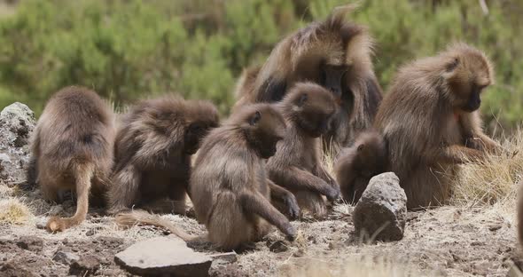 endemic Gelada baboon in Simien mountain, Ethiopia wildlife