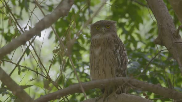 Brown Fish Owl In Kaudulla National Park, Sri Lanka, On a tree branch