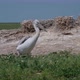 Young Dalmatian Pelican or Pelecanus Crispus in a Wild - VideoHive Item for Sale
