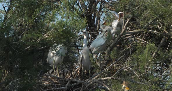 Young Little egret and Cattle egret in a heronry, Camargue, France