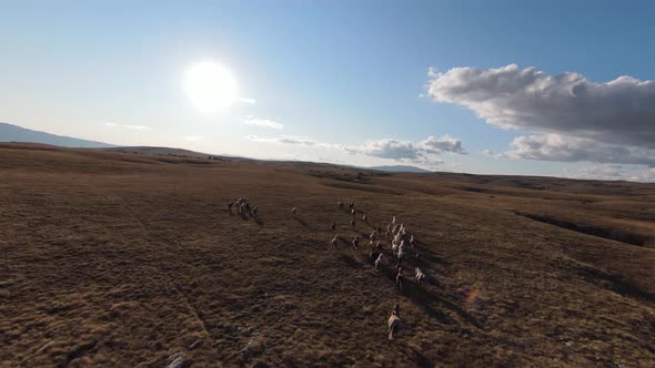 Aerial FPV Drone Shot of a Chasing and Flying Close Around Herd of Wild Horses Running on a Field at