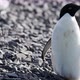 Adelie Penguins - VideoHive Item for Sale