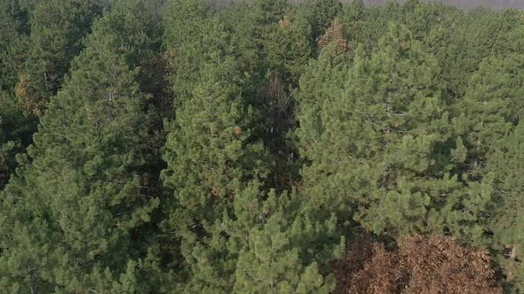 Old trees in the evergreen forest slow motion drone video