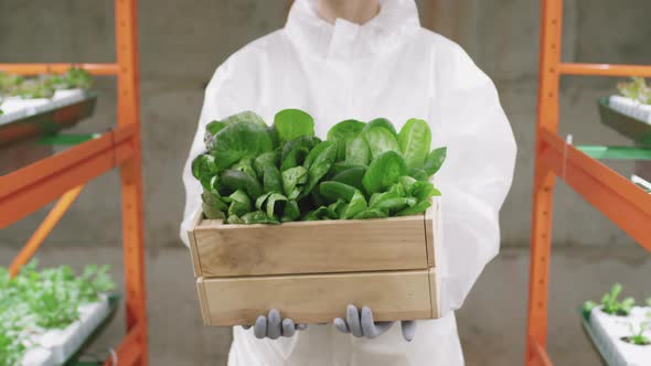 Greenhouse Worker Carrying Box Of Spinach Seedlings