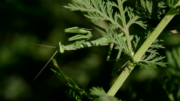 Close shot of a Praying Mantis (Mantodea sp) perched on vegetation, waiting for a prey.