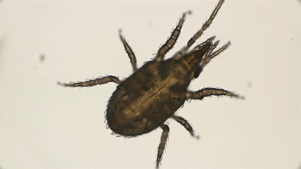 Mite Hypoaspis Miles Is a Predator, Inhabits the Upper Layers of the Soil