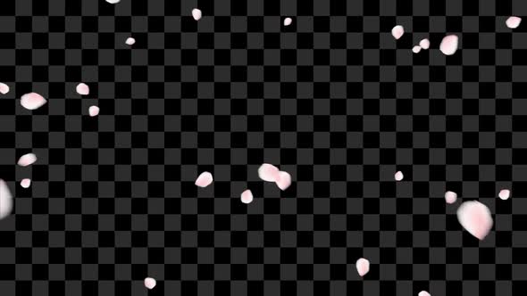 Cherry Blossom Falling alt