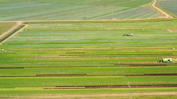 Agricultural Land with Green Crops From Above