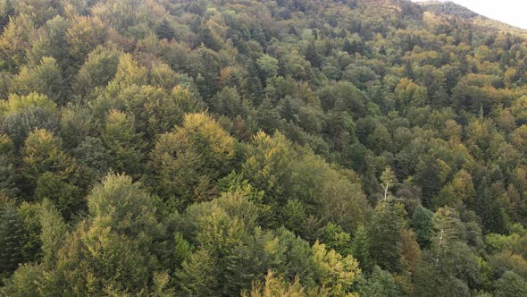 Forest in the Mountains. Aerial View of the Carpathian Mountains in Autumn. Ukraine