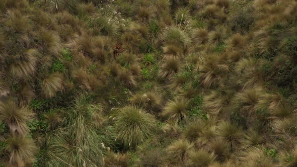 Close up of different types of plants in the andean mountains while slowly moving forwards