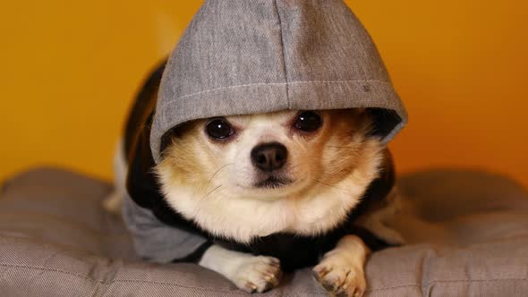 Chihuahua Dog Sits on a Gray Pad in a Hooded Jumpsuit