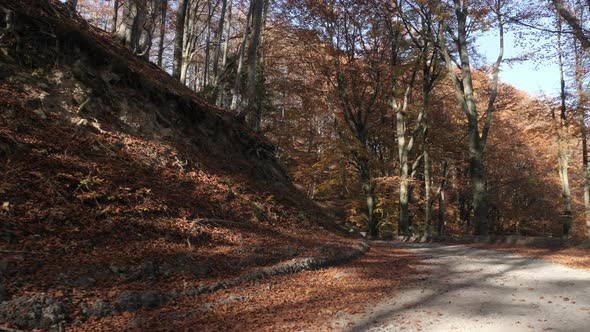 Curvy road in an autumn forest