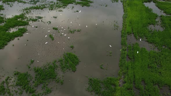Egret birds fly at in green paddy field landing