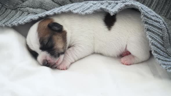 Newborn Puppy Sleeping on Knitted Plaid