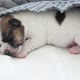 Newborn Puppy Sleeping on Knitted Plaid - VideoHive Item for Sale