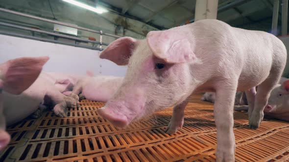 Close Up of Two Curious Pigs Sniffing