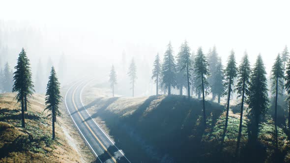 Road Through the Russian Taiga Forest From Aerial View