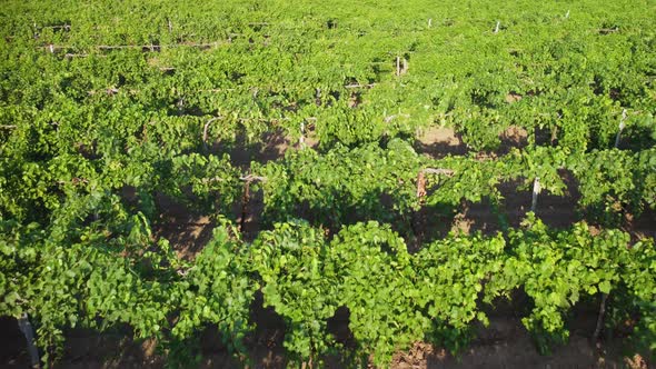 Vineyard View From the Air