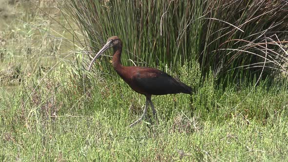 Natural Real Wild Glossy Ibis