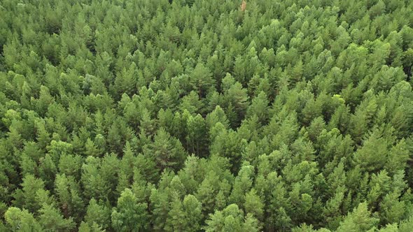 Drone Flight Over Green Forest. Top View.