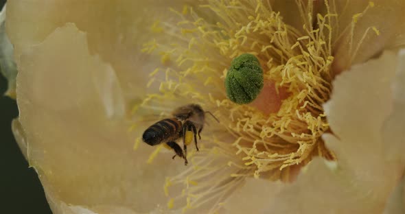 A bee foraging a Opuntia ficus-indica flower.