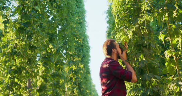 A Man Smells Fresh Hop Plants Used in the Making of Beer